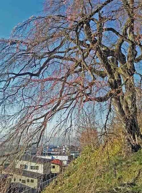11慶海桜jpg.jpg
