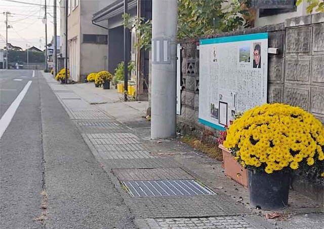 公園通りの菊2023.11.4  .jpg
