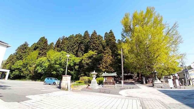 大銀杏と熊野の森2023.5.1.jpg