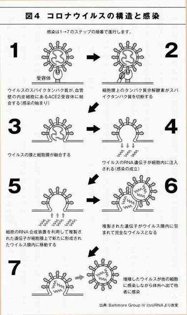 新型コロナ感染のしくみ.jpg