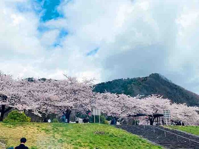 花見2.jpg