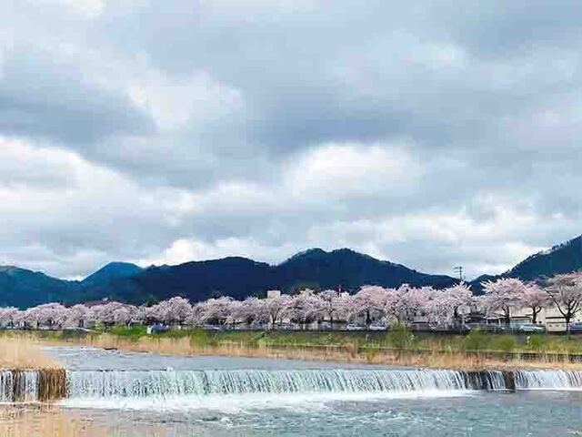 花見3.jpg